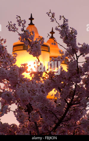 Fiore di Ciliegio con lampada, Tom McCall Waterfront Park, Portland, Oregon Foto Stock