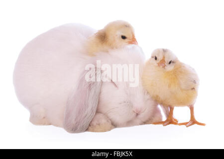 White Mini Lop bunny Pelo Coniglio con fiore svedese pulcini isolati su sfondo bianco Foto Stock