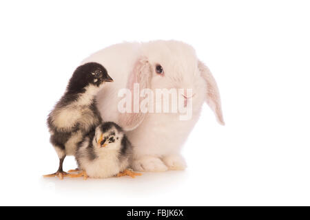 White Mini Lop bunny coniglio con due in bianco e nero pulcini isolato su sfondo bianco Foto Stock