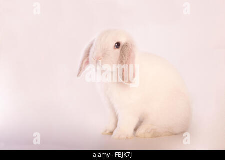 White Mini lop bunny coniglio isolato su sfondo grigio Foto Stock