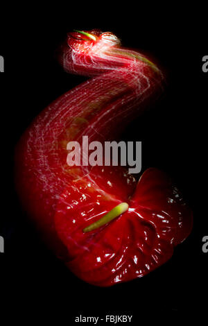 Esperimento con un rosso anthurium (flamingo fiore) in movimento con LED di illuminazione e 30 secondi il tempo dell'otturatore. Foto Stock