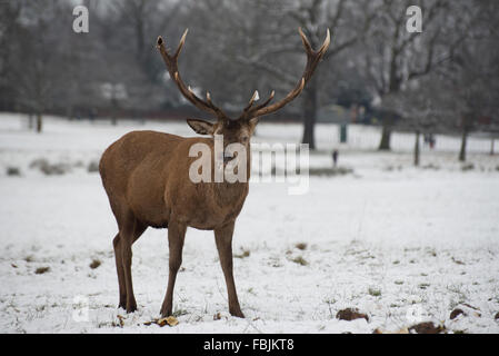 Red Deer Cervo nella neve Foto Stock