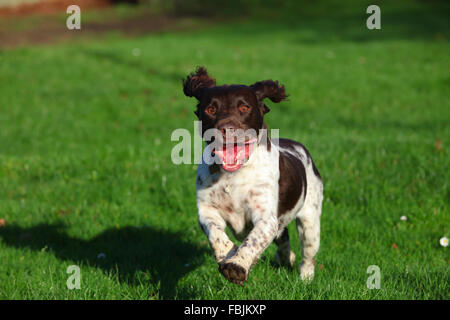 Inglese Springer Spaniel, marrone e fegato, marrone e bianco, canino, Gun Dog, energico, attivo, lavoratore duro, lavoro sul campo, attento desideroso, bello, animale domestico Foto Stock