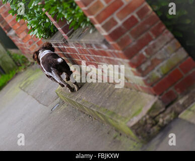 Inglese Springer Spaniel, marrone e fegato, marrone e bianco, canino, Gun Dog, energico, attivo, lavoratore duro, lavoro sul campo, attento desideroso, bello, animale domestico Foto Stock