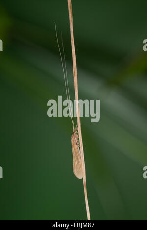 Long Horn carici, longhorn caddisfly, Long-cornuto Caddisfly Casemaker, Köcherfliege, Oecetis spec., Leptoceridae Foto Stock