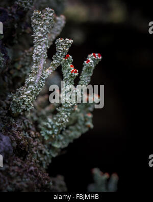 Fruticose licheni noto come soldato britannico lichen (Cladonia cristatella) Foto Stock