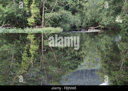 Cascate Horseshoe e alberi in estate piante Llangollen Galles Foto Stock