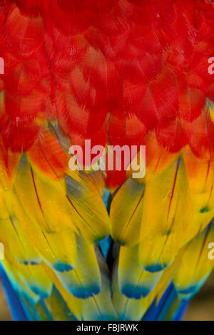 Close-up scarlet macaw piume, rosso, giallo, blu ribaltato, macro, ara macao Foto Stock