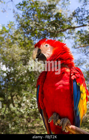 Vista laterale e frontale della scarlet macaw in presenza di luce solare, Red Parrot, ara macao Foto Stock