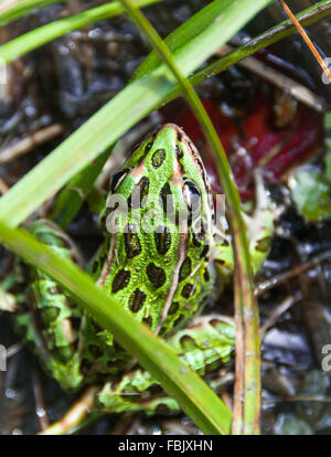 Comune verde a macchie Northern leopard rana. Foto Stock