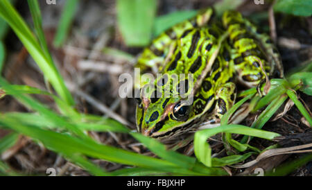 Comune verde a macchie Northern leopard rana. Foto Stock