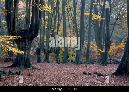 Coppia faggio (Fagus sylvatica) e altri alberi decidui, con colore di autunno e bosco, pavimento tappezzato di caduti lasciare Foto Stock