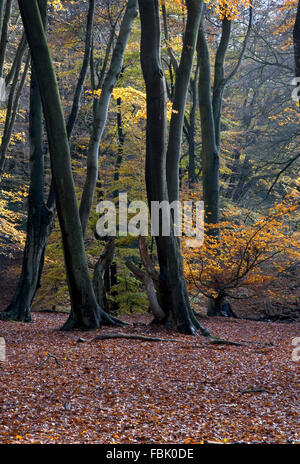 Coppia faggio (Fagus sylvatica) e altri alberi decidui, con colore di autunno e bosco, pavimento tappezzato di caduti lasciare Foto Stock