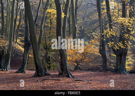 Coppia faggio (Fagus sylvatica) e altri alberi decidui, con colore di autunno e bosco, pavimento tappezzato di caduti lasciare Foto Stock