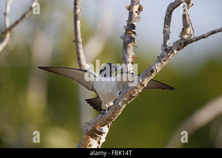 Bianco-breasted Woodswallow,Artamus leucorhynchus, display Foto Stock