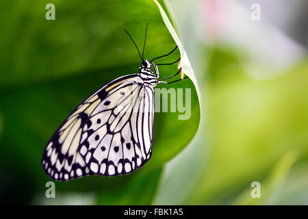 Wisley, Surrey, Regno Unito. Xvii gen, 2016. Farfalle esotiche ( l'albero Nymph butterfly nella foto) Godetevi il clima caldo all'interno della serra tropicale al giardino RHS Wisley, Surrey oggi in confronto al tempo freddo fuori. Le farfalle sono arrivati in questo fine settimana e corre fino a domenica 6 marzo. Credito: Oliver Dixon/Alamy Live News Foto Stock