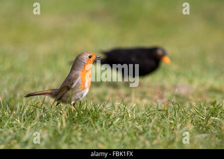 Unione robin (Erithacus rubecula) sul giardino prato, con maschio blackbird (Turdus merula) sullo sfondo, fotografato in Bentl Foto Stock