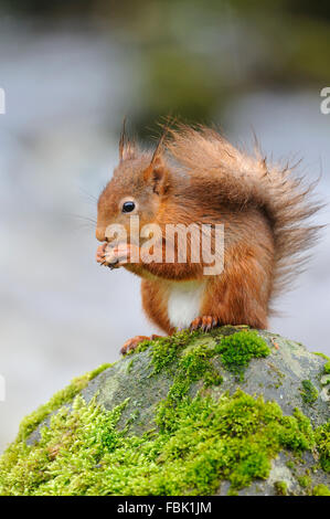 Red scoiattolo (Sciurus vulgaris) appollaiato sul muschio coperto boulder al fianco di cotter beck in pioggia cadente, in Cotterdale, Yorkshire Foto Stock