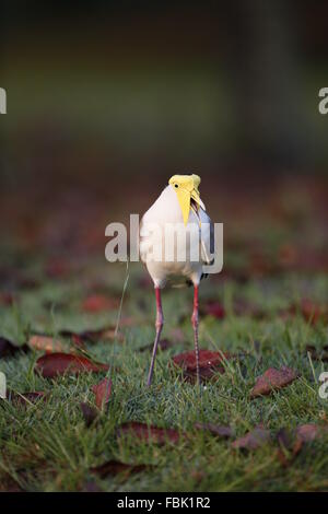 Masked pavoncella, Vanellus miglia Miglia, chiamando Foto Stock