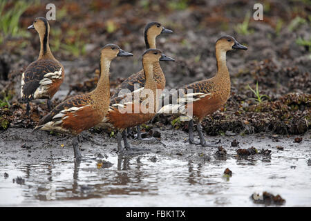 Sibilo errante Duck, Dendrocygna arcuata, gregge Foto Stock