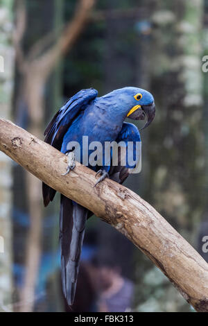 Ara Giacinto (Anodorhynchus hyacinthinus), il Parque das Aves, di Foz do Iguacu, Brasile Foto Stock