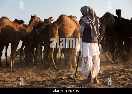 Un uomo guarda i suoi cammelli a Pushkar Mela (Pushkar Camel Fair), Pushkar, Rajasthan, India Foto Stock