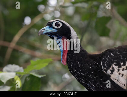 Ritratto di un nero-fronteggiata piping guan (Pipile jacutinga), il Parque das Aves, di Foz do Iguacu, Brasile Foto Stock