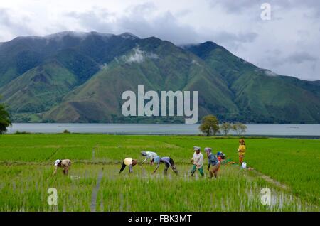 Riso piantagione Lago Toba a Sumatra Indonesia Foto Stock