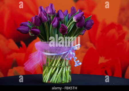 Il Spinoza tulip è svelato a livello nazionale la giornata dei tulipani di Amsterdam, in Olanda. Il giorno è il terzo sabato di gennaio. Foto Stock