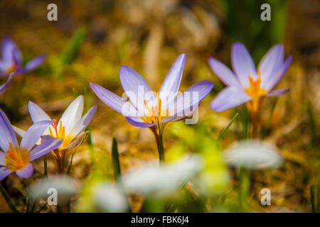 Sacco di viola crocus fiori in primavera Foto Stock
