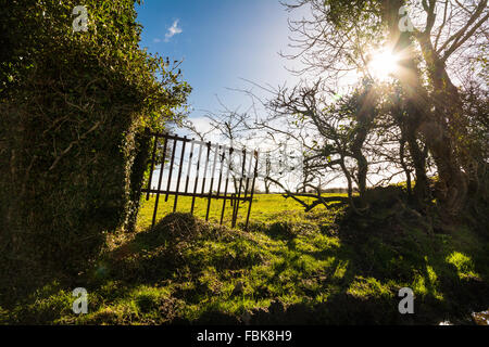 Il sole splende attraverso un campo siepe e recinzione rotto cancello in Irlanda. Foto Stock