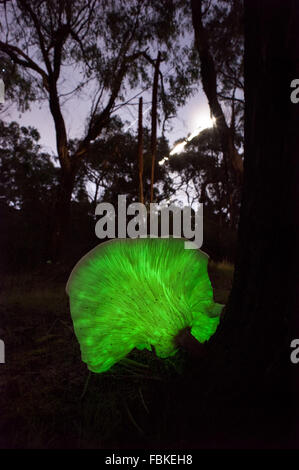 Ghost fungo, Omphalotus nidiformis, fungo bioluminescente che brilla al buio, con tracce stellari nel cielo Foto Stock