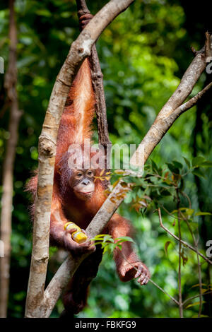 Giovane orangutan nella riserva naturale di Rasa Ria, Kota Kinabalu, Sabah, Malesia. Foto Stock
