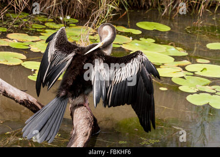 Fuoco selettivo, Anhinga (Snakebird) seduto sull'albero, Australia Foto Stock