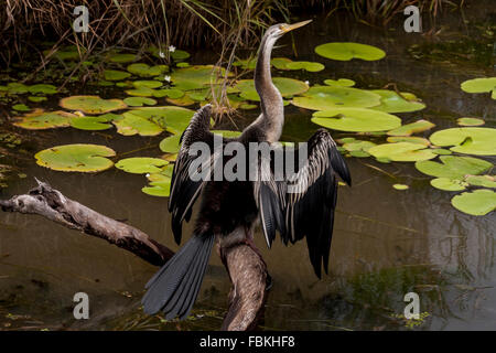 Fuoco selettivo, Anhinga (Snakebird) seduto sull'albero, Australia Foto Stock