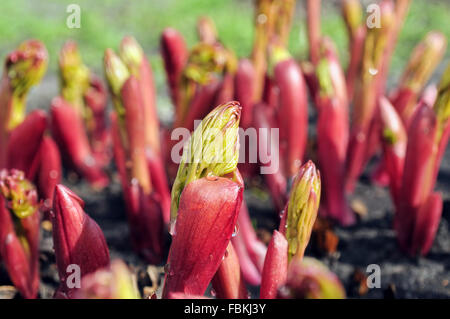 Close-up della peonia i germogli in giardino Foto Stock