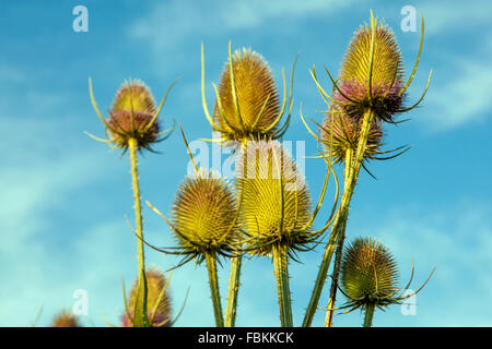 Wild Teasel Dipsacus fullonum Foto Stock