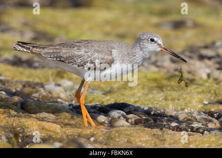 (Redshank Tringa totanus), in piedi in una palude, Qurayyat, Muscat Governatorato, Dhofar, Oman Foto Stock