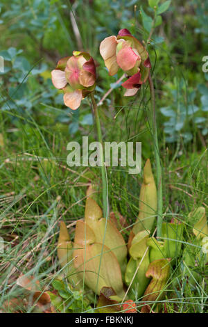 Viola pianta brocca (Sarracenia purpurea) Foto Stock