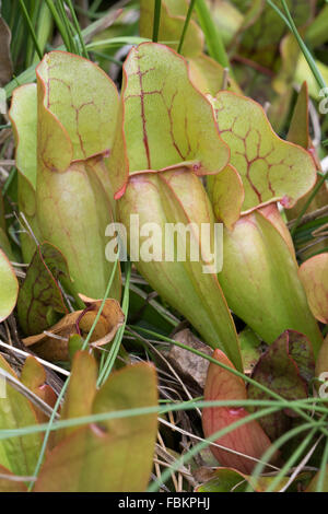 Viola pianta brocca (Sarracenia purpurea) Foto Stock