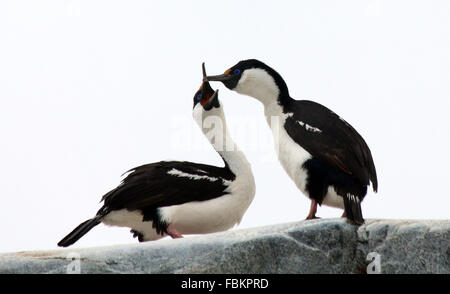 Coppia di nidificazione di cormorani su una roccia in Antartide Foto Stock