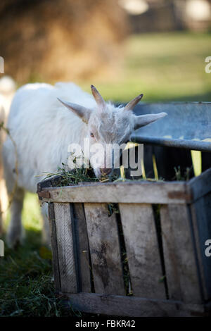 Baby capra mangia fieno da una scatola di legno Foto Stock