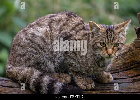 Scottish gatto selvatico (Felis silvestris grampia) REGNO UNITO Foto Stock