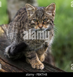 Scottish gatto selvatico (Felis silvestris grampia) REGNO UNITO Foto Stock