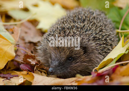 Riccio in foglie (Erinaceus europaeus) Foto Stock