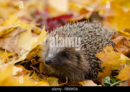 Riccio in foglie (Erinaceus europaeus) Foto Stock