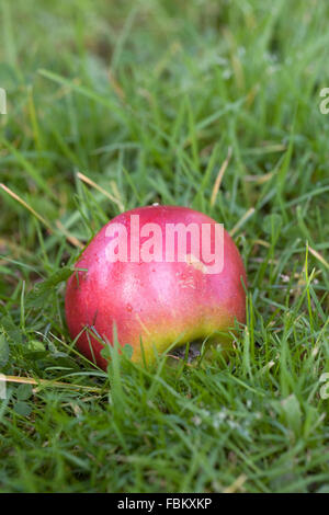 Malus domestica. Un singolo red apple nell'erba. Foto Stock