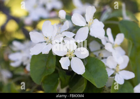 Malus spectabilis flowers. Apple blossom in Spring. Foto Stock