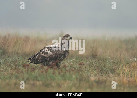 White-tailed Eagle / Sea Eagle / Seeadler ( Haliaeetus albicilla ) siede sulla terra, orologi intorno attentamente, la fauna selvatica Foto Stock