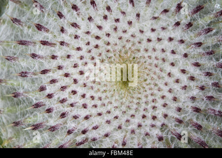 Close-up di un vago Thistle (Cirsium eriophorum) Testa di fiori Foto Stock